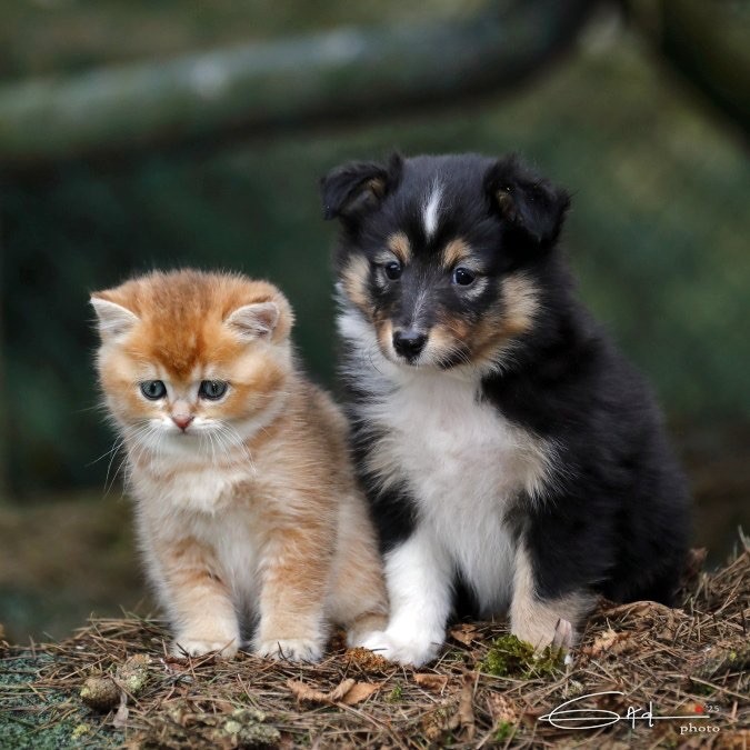 du Cèdre Enchanté - Chiot disponible  - Shetland Sheepdog