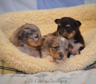 chiots Elevage du Cèdre Enchanté