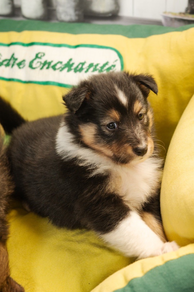 du Cèdre Enchanté - Chiot disponible  - Shetland Sheepdog