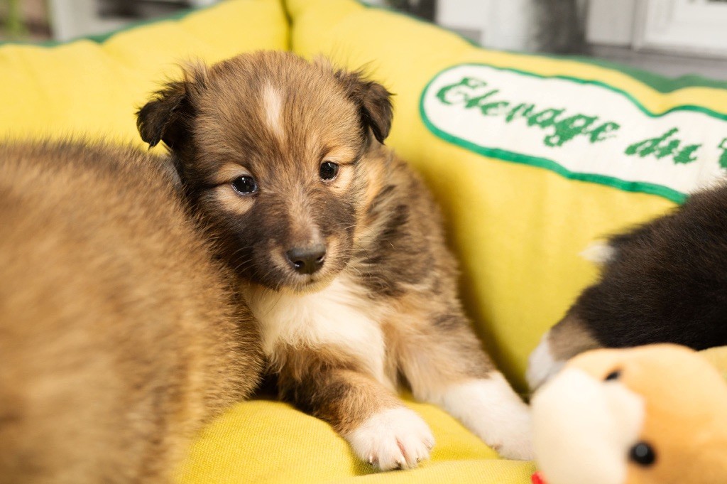 du Cèdre Enchanté - Chiot disponible  - Shetland Sheepdog