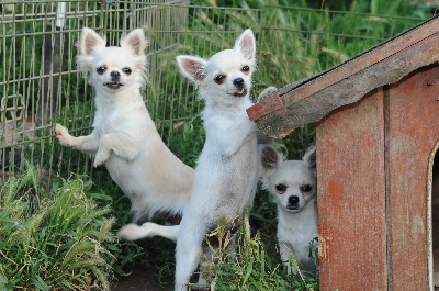 du Cèdre Enchanté - Chiots disponibles Chihuahua