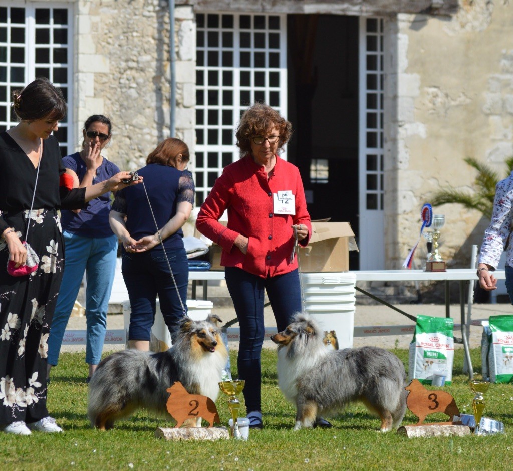 Ti loup bleu Des Cerberes De L'isaac