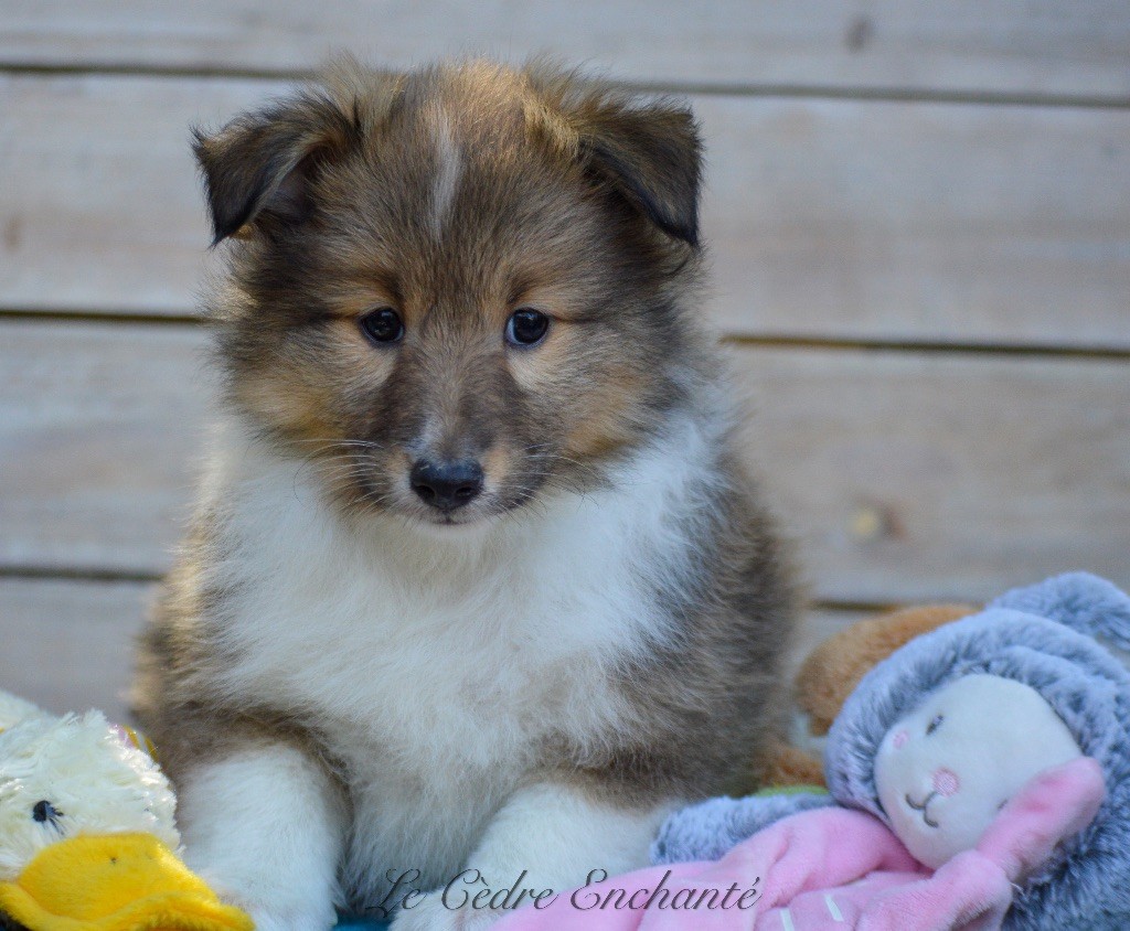 du Cèdre Enchanté - Chiot disponible  - Shetland Sheepdog