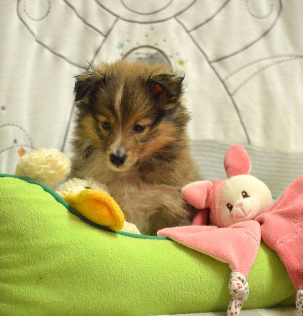 du Cèdre Enchanté - Chiot disponible  - Shetland Sheepdog