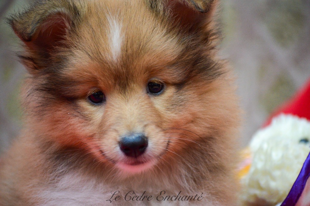 chiot Shetland Sheepdog du Cèdre Enchanté