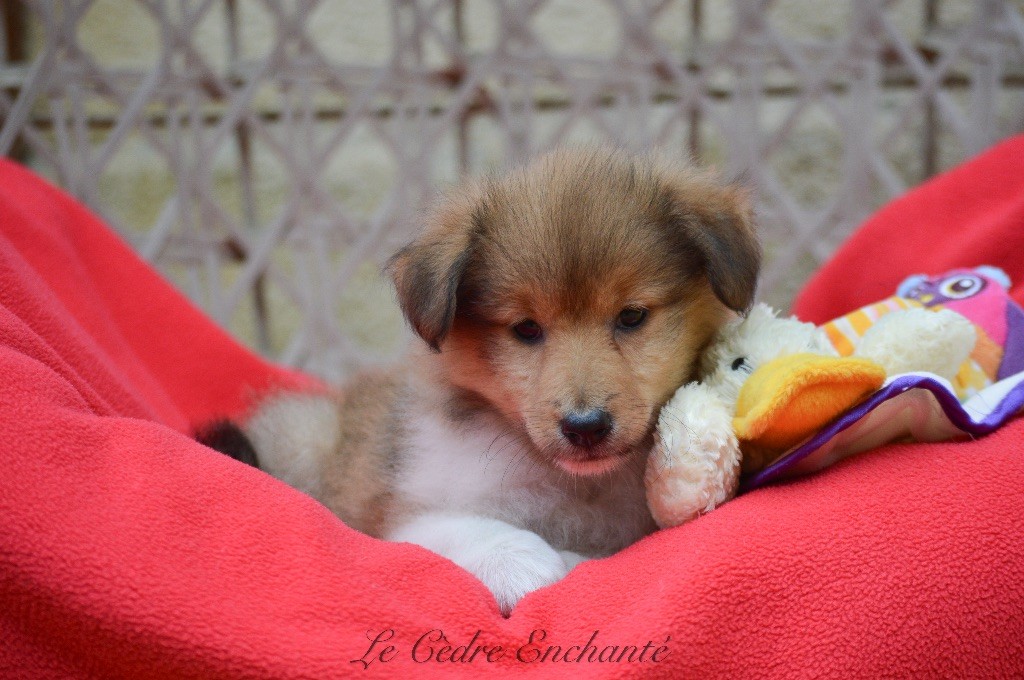 du Cèdre Enchanté - Chiot disponible  - Shetland Sheepdog