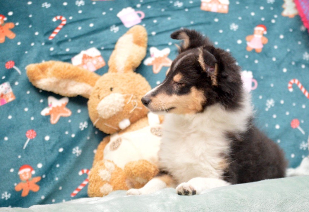 chiot Shetland Sheepdog du Cèdre Enchanté