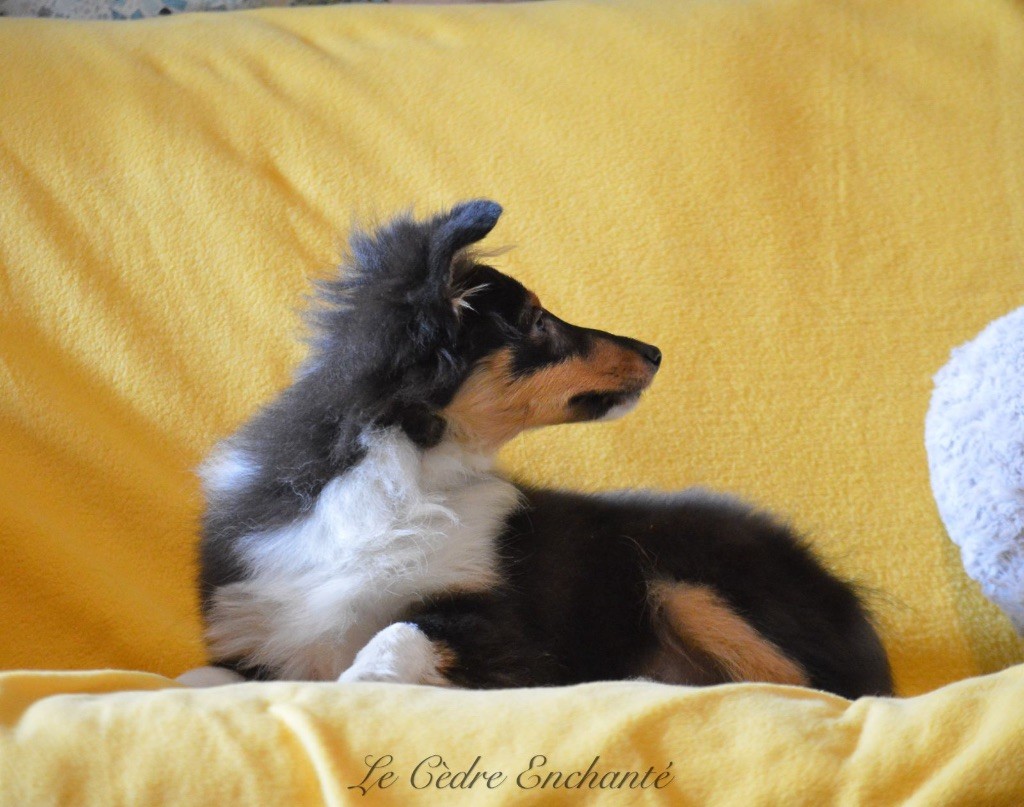 du Cèdre Enchanté - Chiot disponible  - Shetland Sheepdog