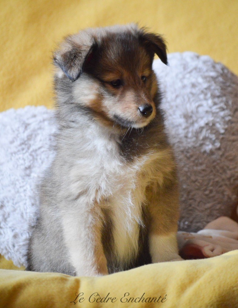 du Cèdre Enchanté - Chiot disponible  - Shetland Sheepdog