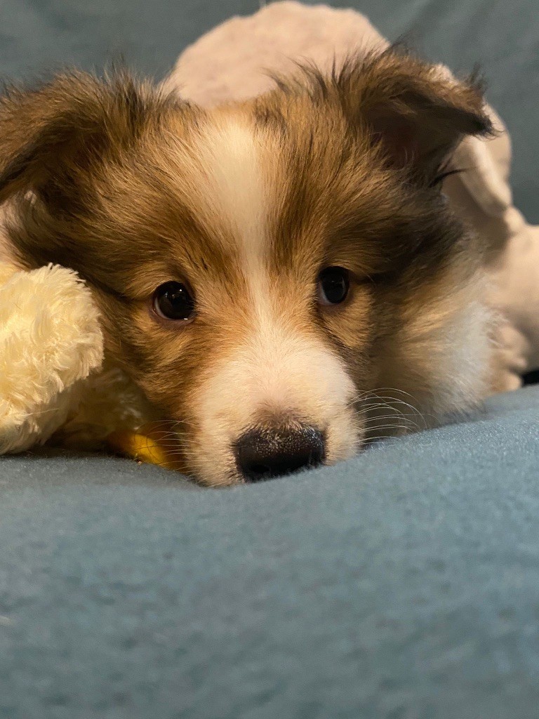 du Cèdre Enchanté - Chiot disponible  - Shetland Sheepdog