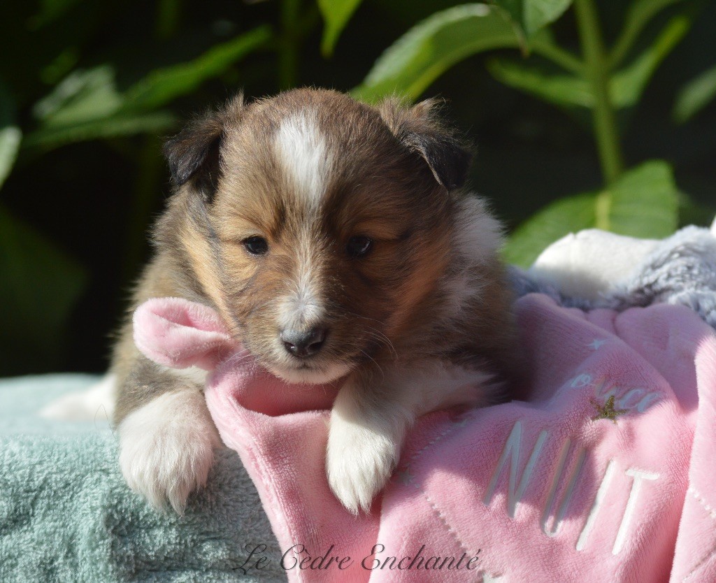 du Cèdre Enchanté - Chiot disponible  - Shetland Sheepdog