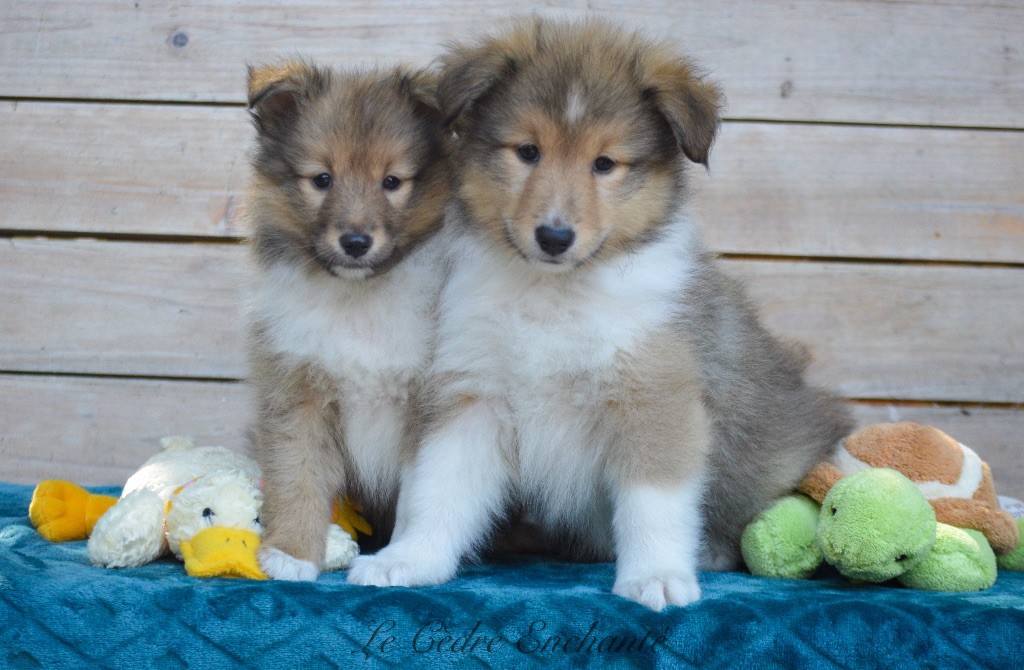 chiot Shetland Sheepdog du Cèdre Enchanté