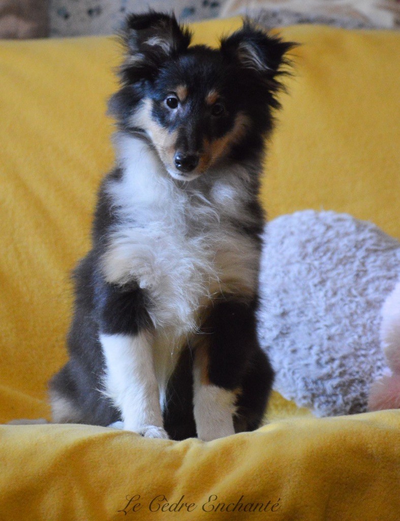 chiot Shetland Sheepdog du Cèdre Enchanté