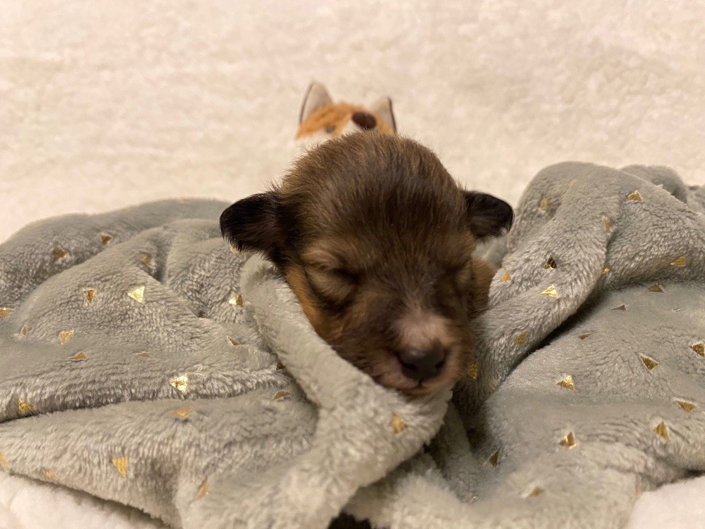 du Cèdre Enchanté - Chiot disponible  - Shetland Sheepdog