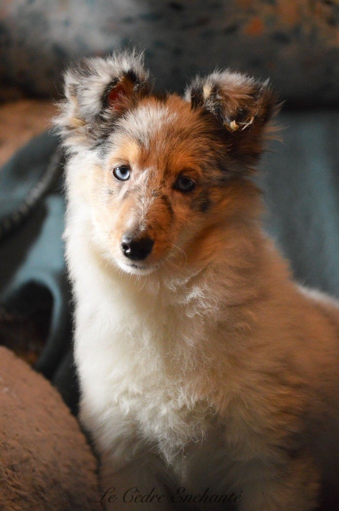 du Cèdre Enchanté - Chiot disponible  - Shetland Sheepdog