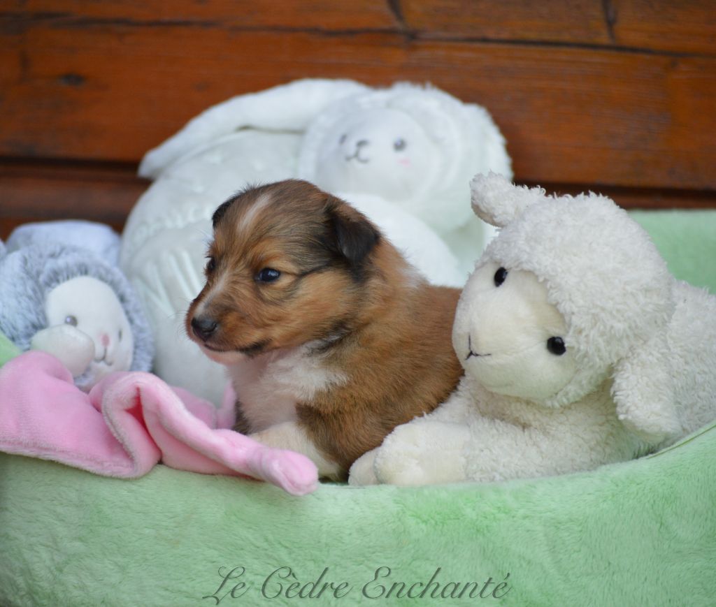 du Cèdre Enchanté - Chiot disponible  - Shetland Sheepdog