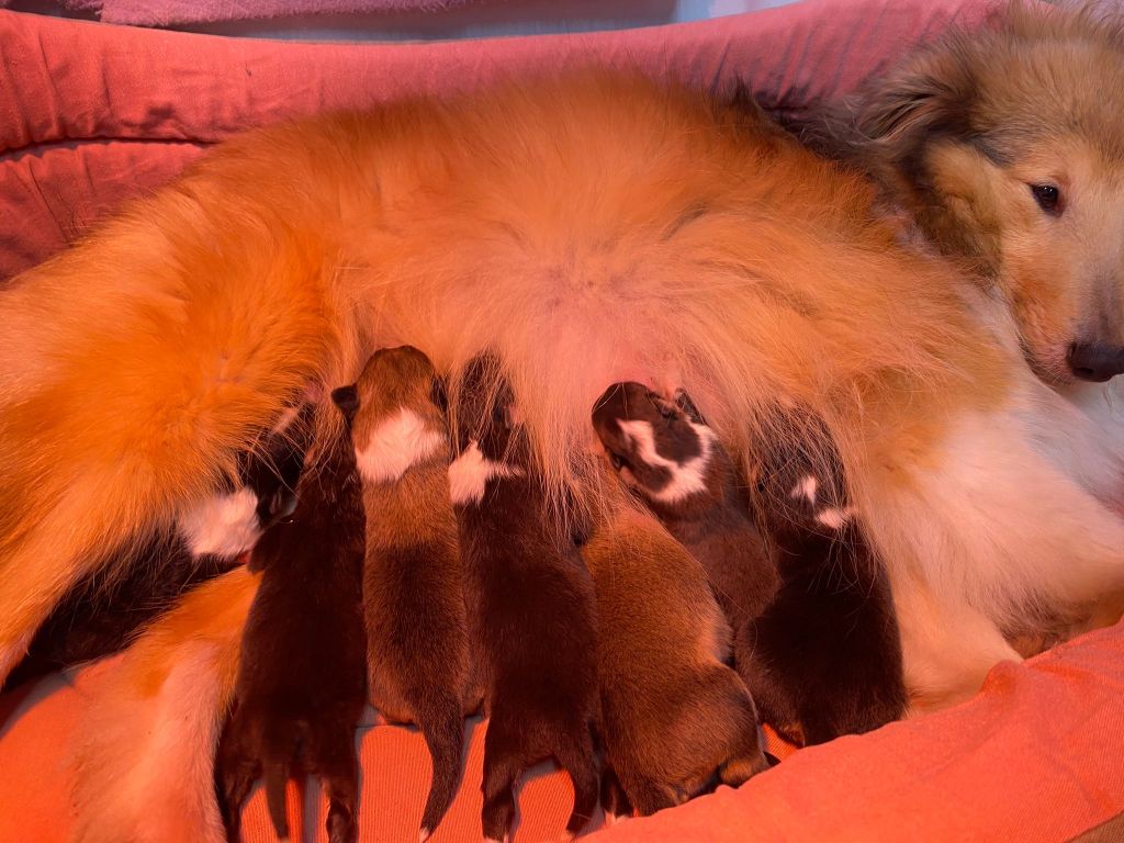 chiot Shetland Sheepdog du Cèdre Enchanté