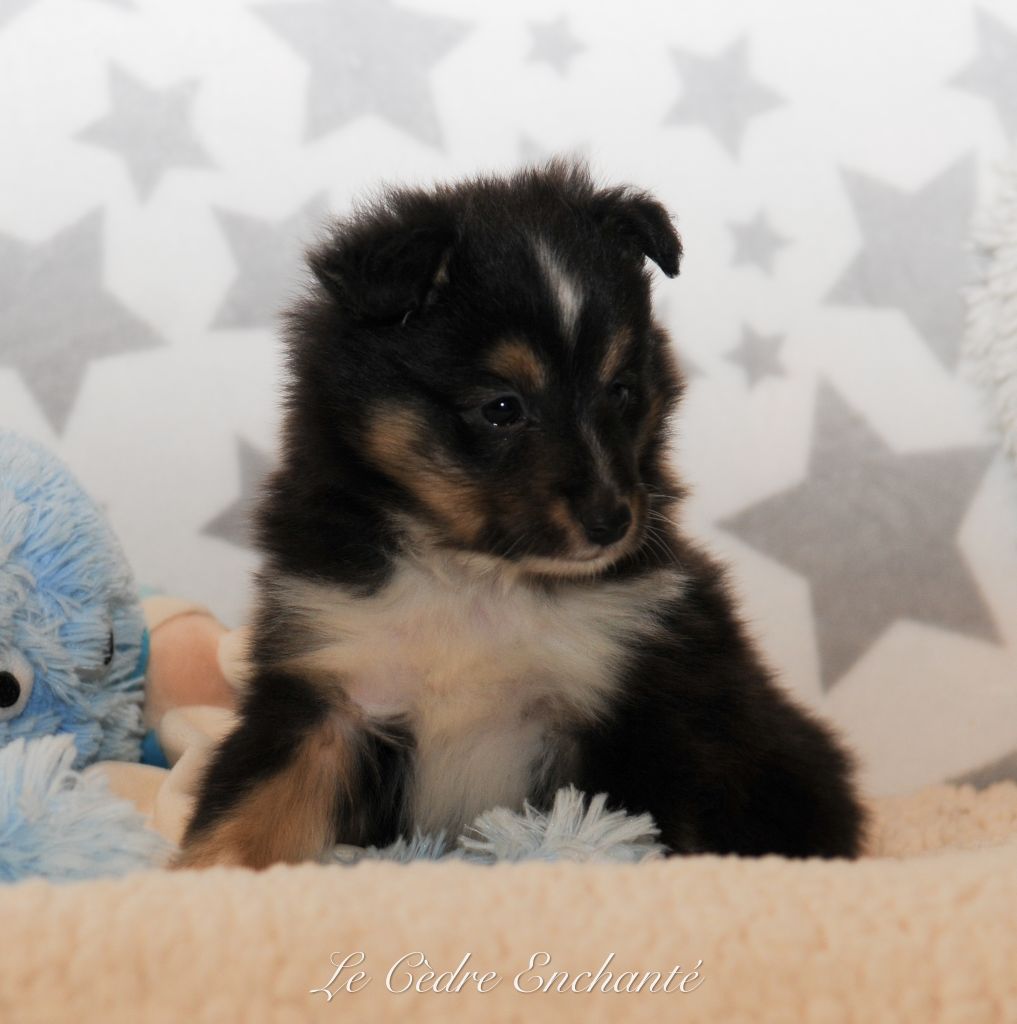 du Cèdre Enchanté - Chiot disponible  - Shetland Sheepdog