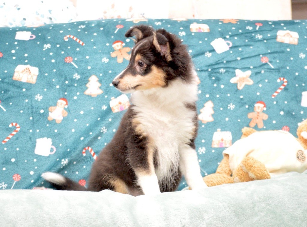 du Cèdre Enchanté - Chiot disponible  - Shetland Sheepdog