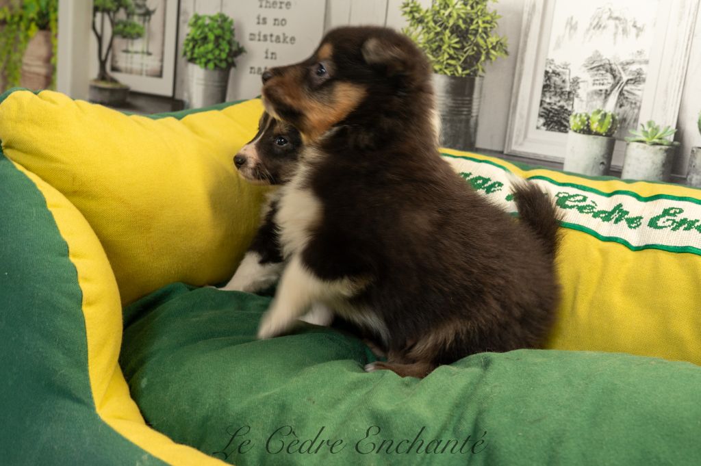 du Cèdre Enchanté - Chiot disponible  - Shetland Sheepdog