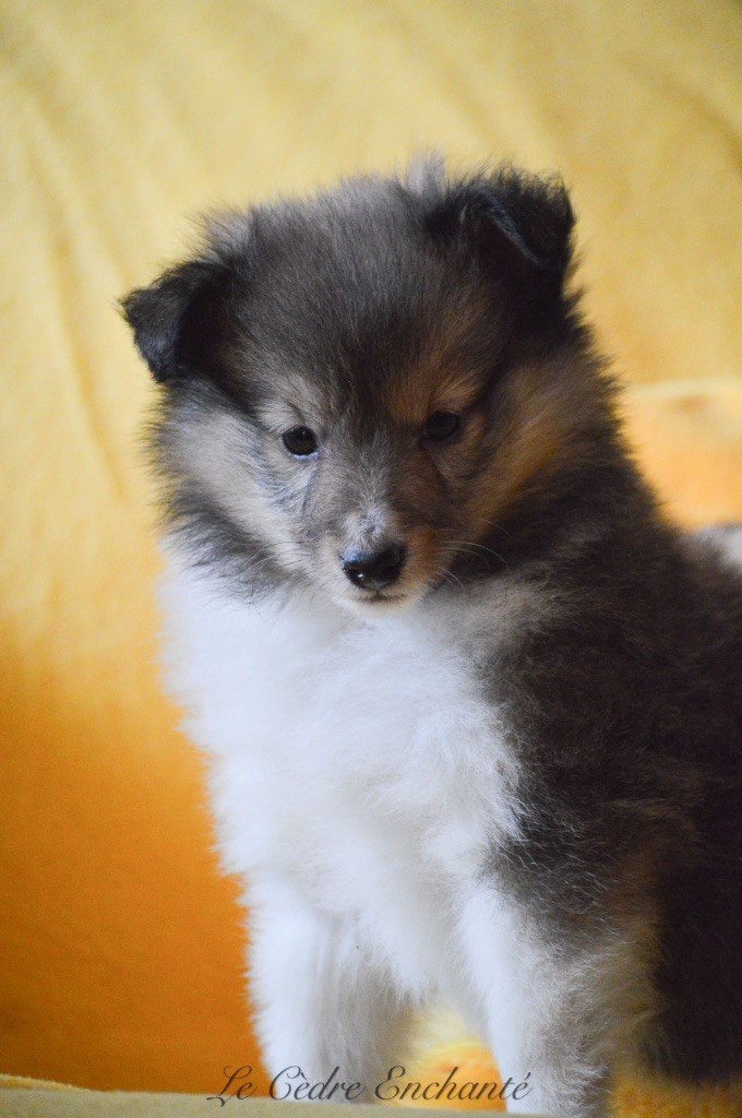 du Cèdre Enchanté - Chiot disponible  - Shetland Sheepdog