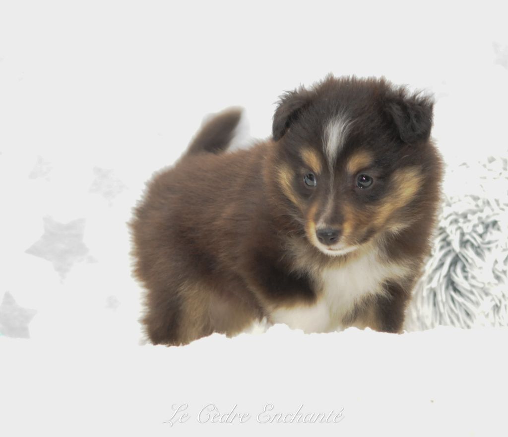 du Cèdre Enchanté - Chiot disponible  - Shetland Sheepdog