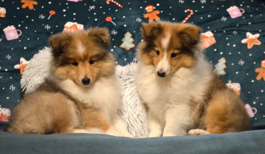 du Cèdre Enchanté - Chiot disponible  - Shetland Sheepdog