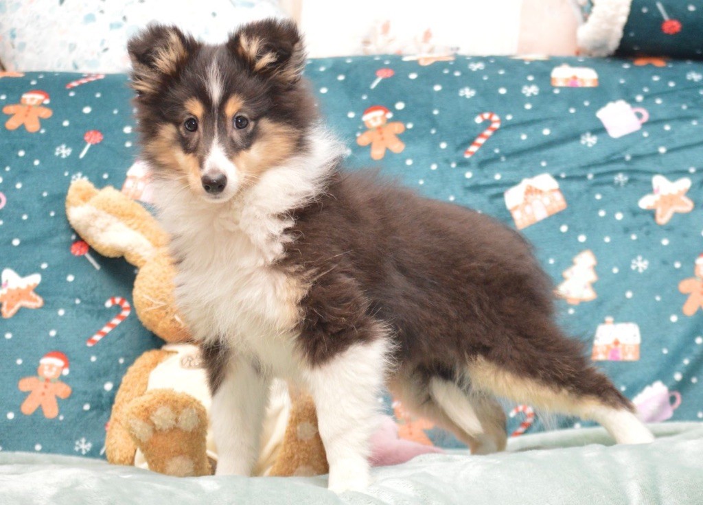 du Cèdre Enchanté - Chiot disponible  - Shetland Sheepdog