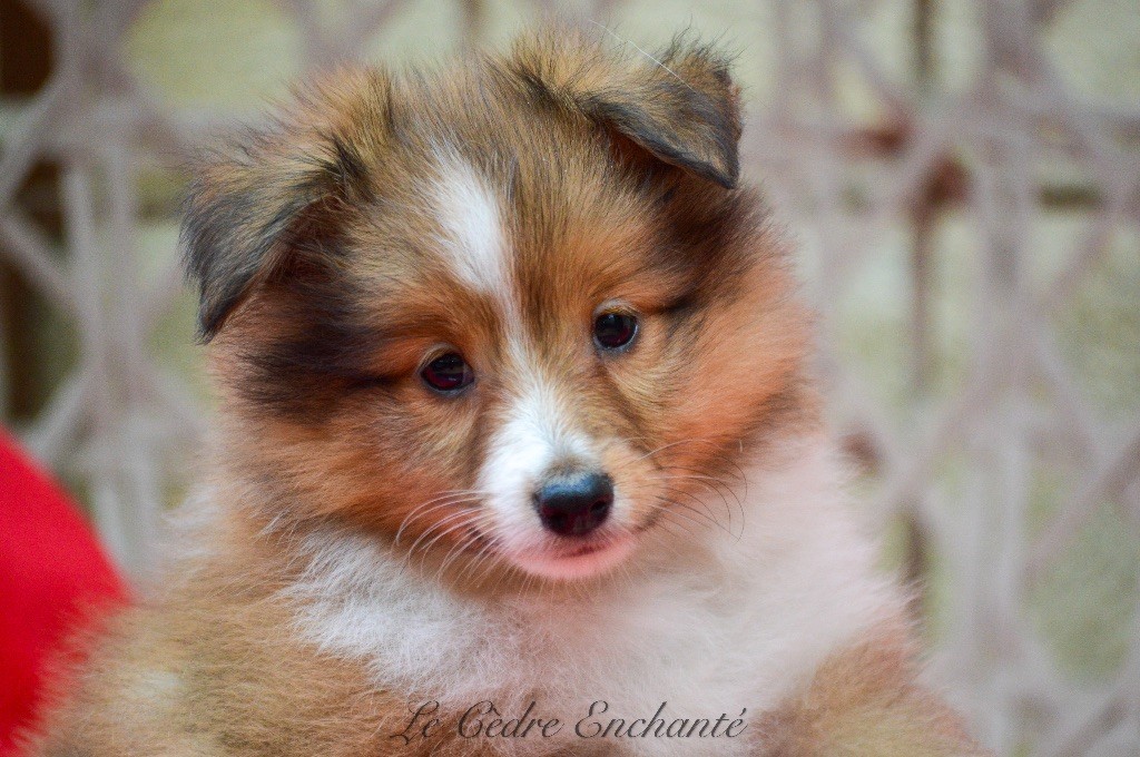 du Cèdre Enchanté - Chiot disponible  - Shetland Sheepdog