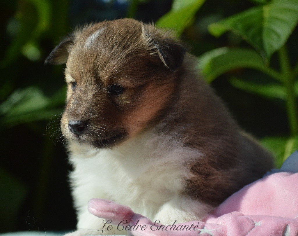 du Cèdre Enchanté - Chiot disponible  - Shetland Sheepdog