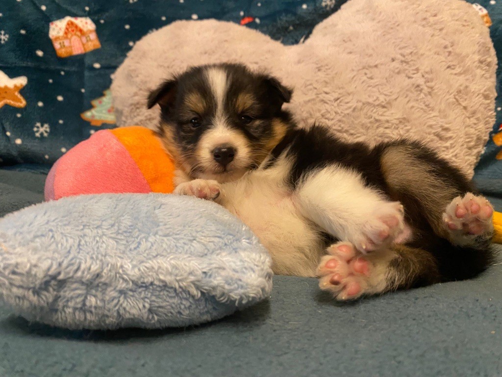 du Cèdre Enchanté - Chiot disponible  - Shetland Sheepdog