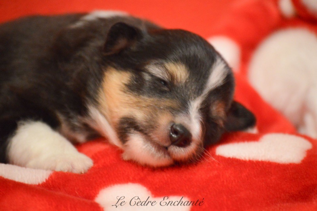 du Cèdre Enchanté - Chiot disponible  - Shetland Sheepdog