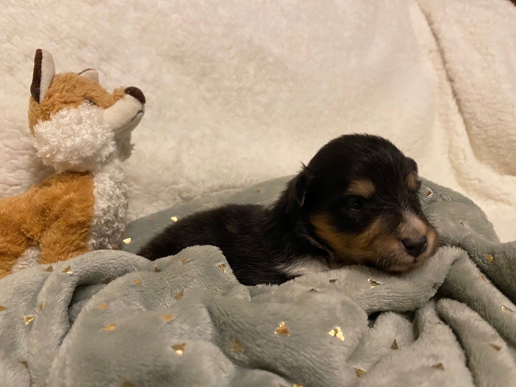 du Cèdre Enchanté - Chiot disponible  - Shetland Sheepdog