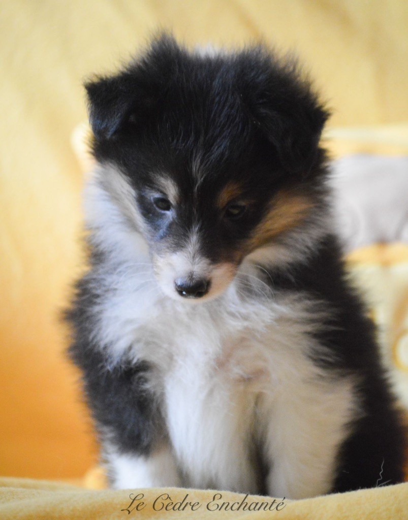 du Cèdre Enchanté - Chiot disponible  - Shetland Sheepdog