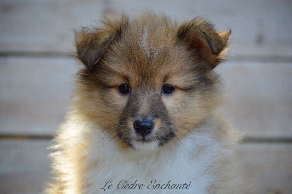 du Cèdre Enchanté - Chiot disponible  - Shetland Sheepdog