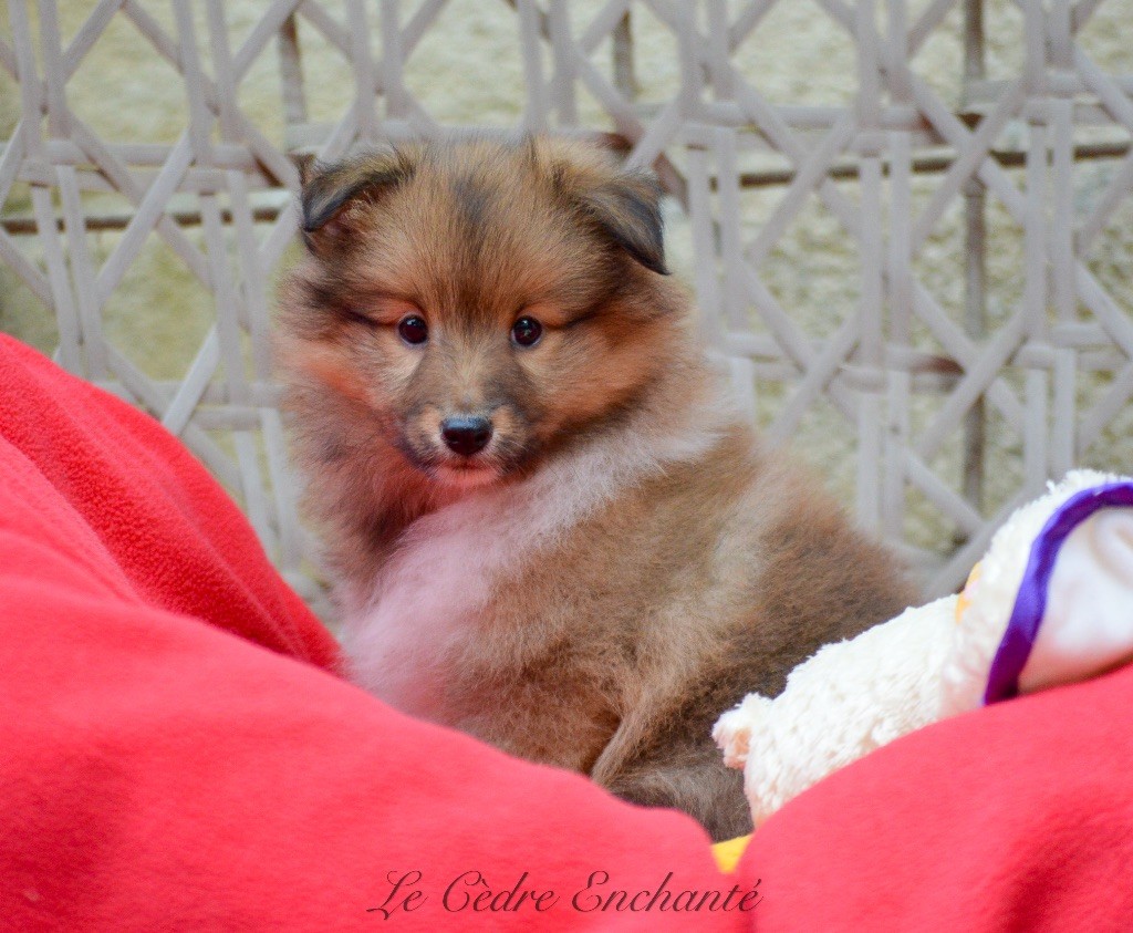 du Cèdre Enchanté - Chiot disponible  - Shetland Sheepdog