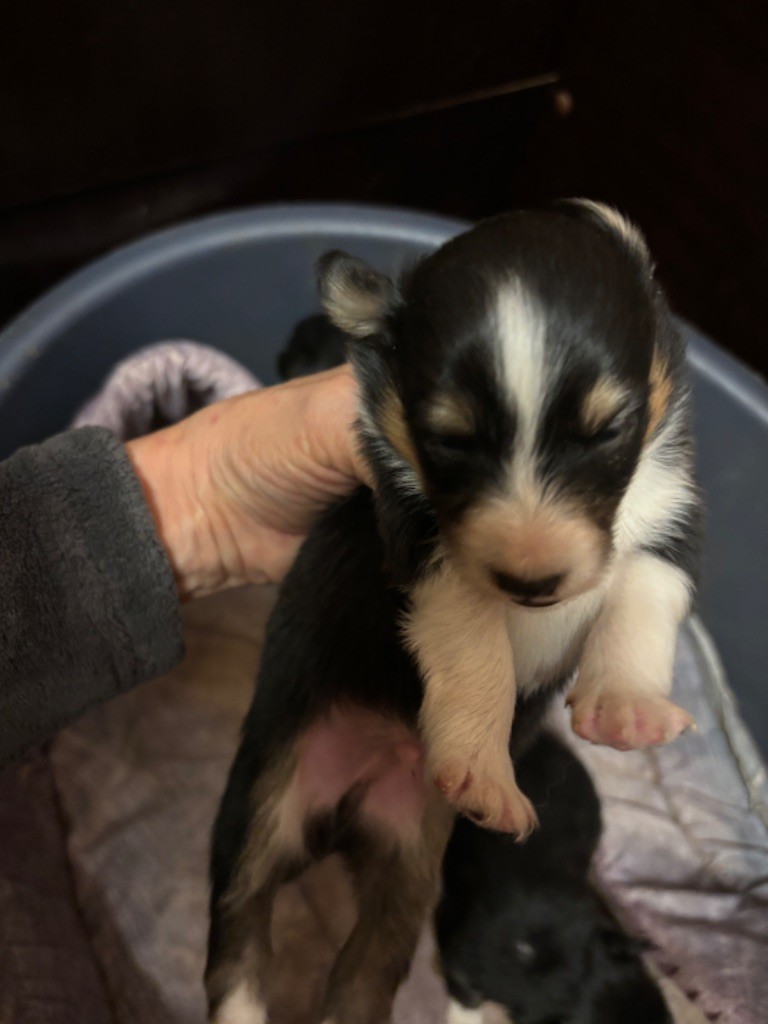 du Cèdre Enchanté - Chiot disponible  - Shetland Sheepdog