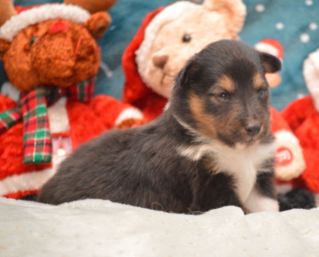 du Cèdre Enchanté - Chiot disponible  - Shetland Sheepdog