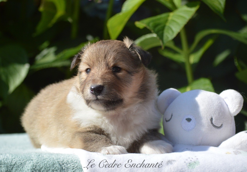 du Cèdre Enchanté - Chiot disponible  - Shetland Sheepdog