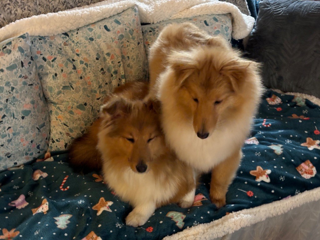 chiot Shetland Sheepdog du Cèdre Enchanté