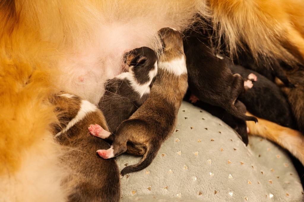 du Cèdre Enchanté - Chiot disponible  - Shetland Sheepdog