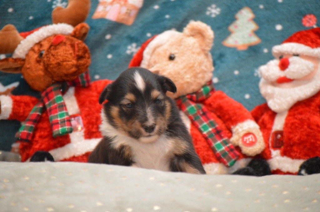 du Cèdre Enchanté - Chiot disponible  - Shetland Sheepdog