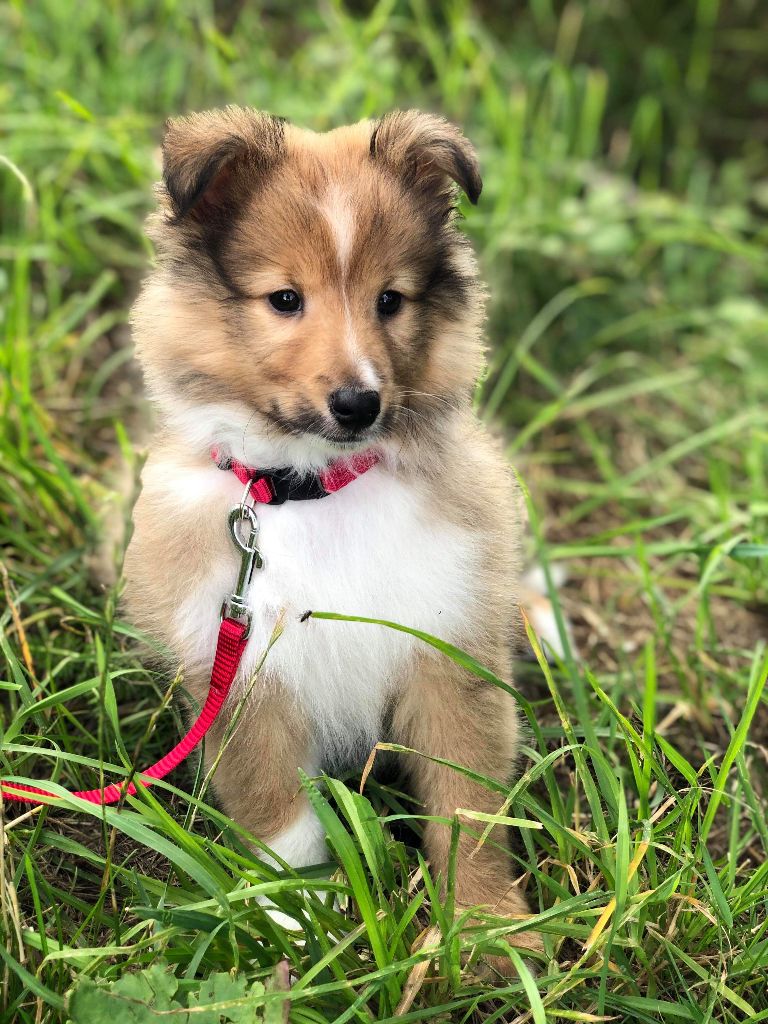 chiot Shetland Sheepdog du Cèdre Enchanté