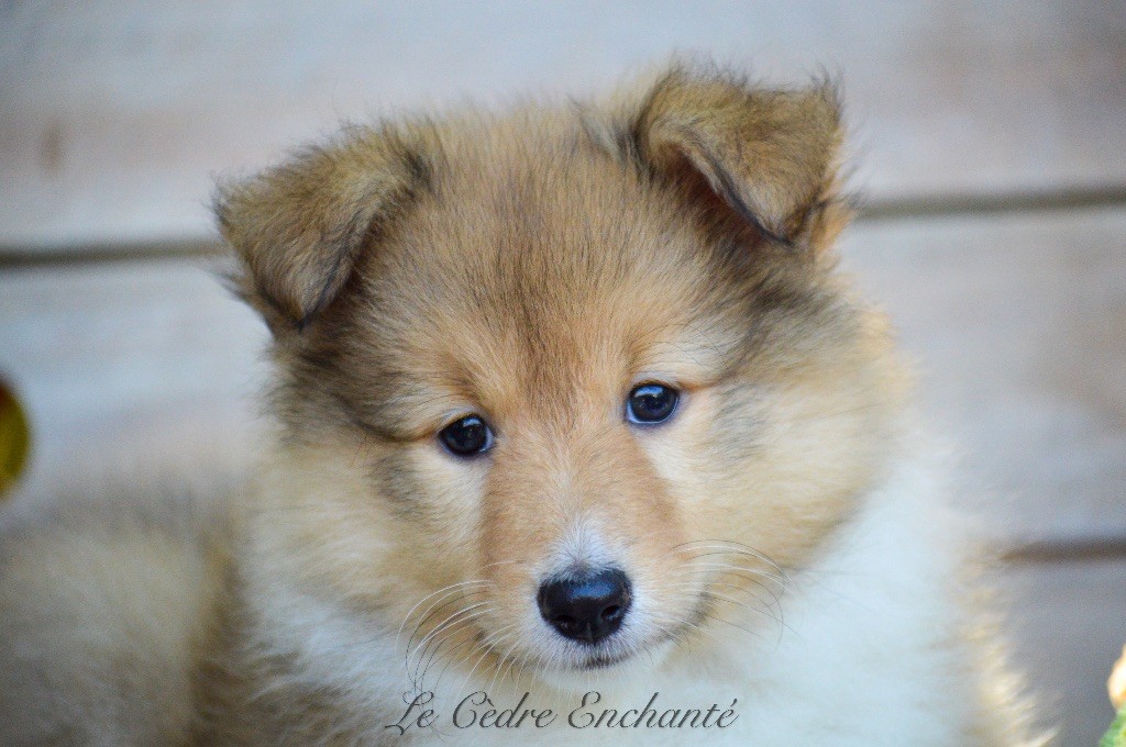 du Cèdre Enchanté - Chiot disponible  - Shetland Sheepdog