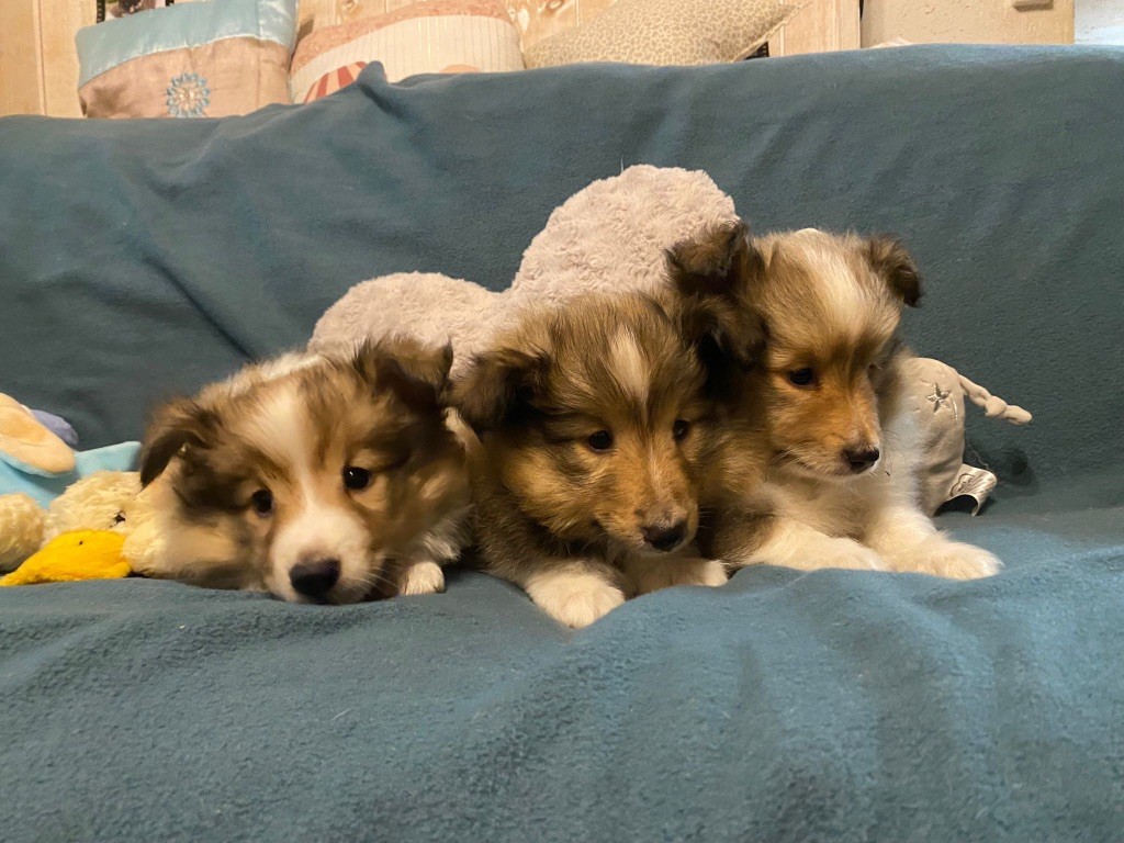 chiot Shetland Sheepdog du Cèdre Enchanté