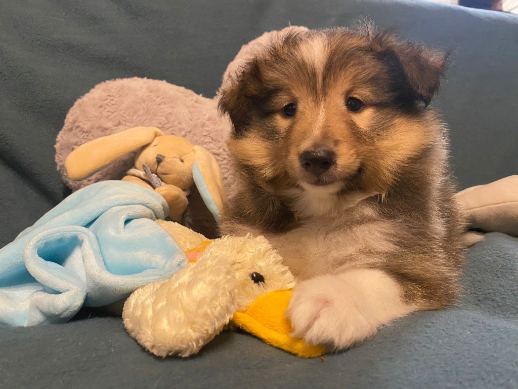 du Cèdre Enchanté - Chiot disponible  - Shetland Sheepdog