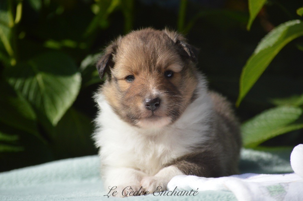 chiot Shetland Sheepdog du Cèdre Enchanté