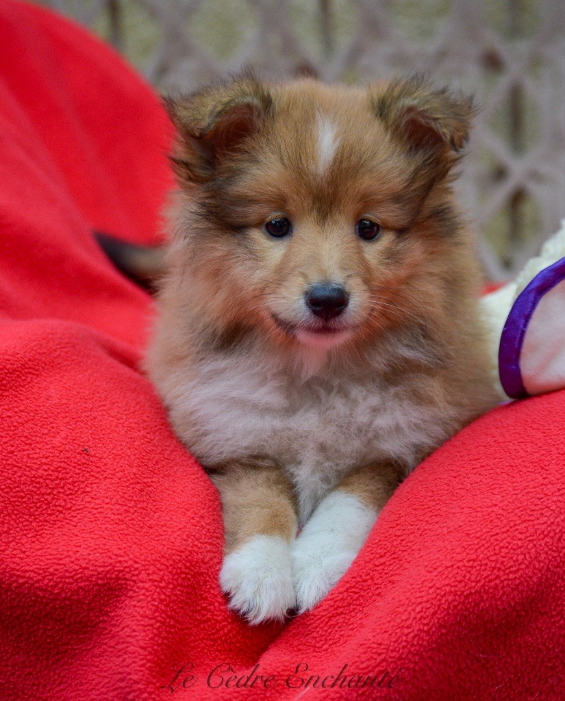 du Cèdre Enchanté - Chiot disponible  - Shetland Sheepdog