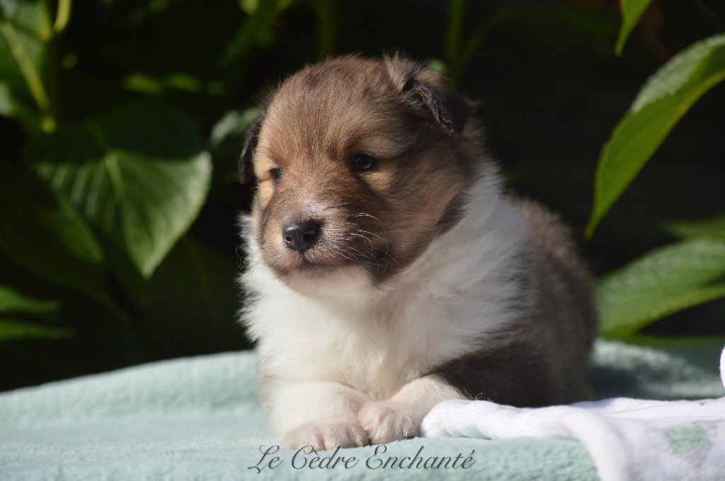 du Cèdre Enchanté - Chiot disponible  - Shetland Sheepdog