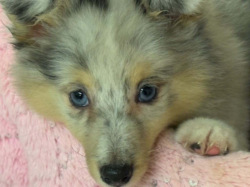 du Cèdre Enchanté - Chiot disponible  - Shetland Sheepdog